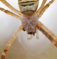 /album/araneidae/argiope-bruennichi-1-jpg/